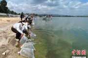 呼和浩特云南江川举行增殖放流活动 逾54万尾鱼游入星云湖